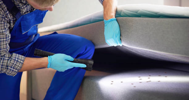 Wasp Removal Services in Miami Beach, FL