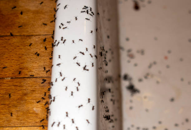 Best Mosquito Control Services  in Miami Beach, FL