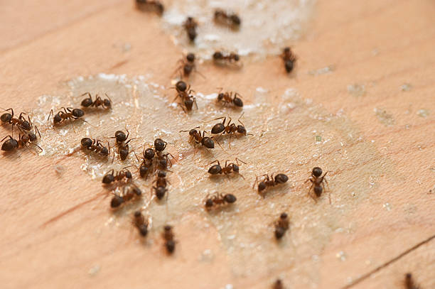Best Cockroach Control Services  in Miami Beach, FL