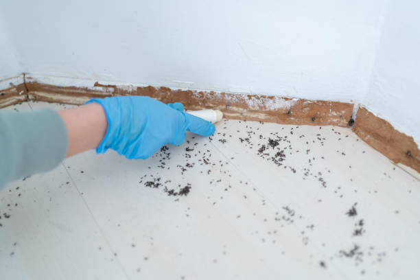 Best Bed Bug Extermination  in Miami Beach, FL